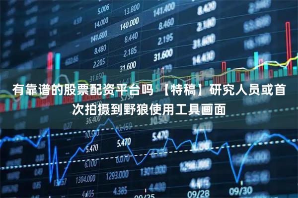 有靠谱的股票配资平台吗 【特稿】研究人员或首次拍摄到野狼使用工具画面